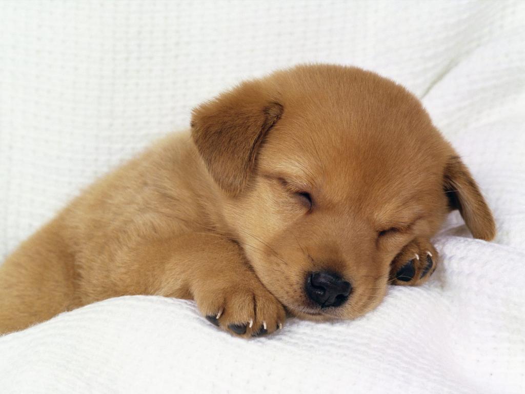 dogtireddu2[1].jpg