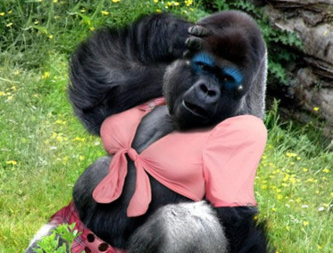 the-sexy-animals---[1].jpg