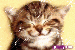 kitty_smile[1].gif
